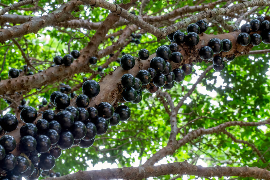 What Makes Jabuticaba a Powerful Ingredient for Hair